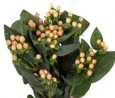 Hypericum Mellow Romance 70cm