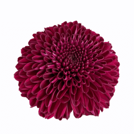 Mum Disbud Aragon Purple Cont