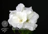 Godetia white peach bmark