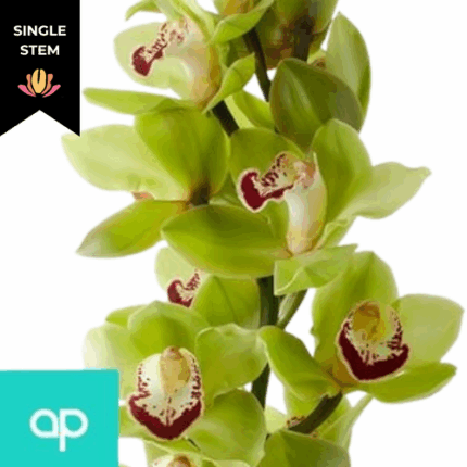 Cymbidium Mrs Dublin holl 6+50