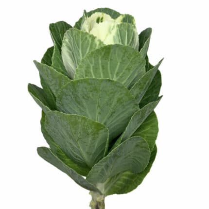 Kale Green gdns(5st)