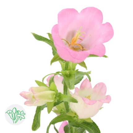 Campanula MedPk holl