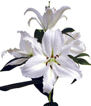 Lily RiverPrincess sande(white