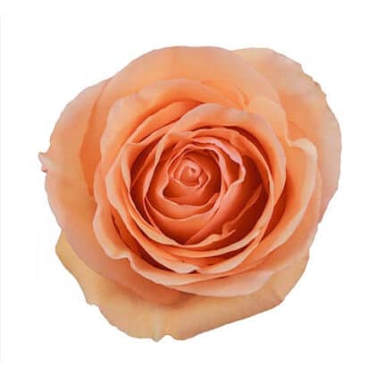 Rose Divina 70cm rprima