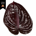 Anthurium Nero Medium (x5 stems) canada - Image 2