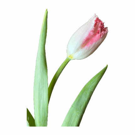 Tulip Frill Apple holl