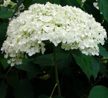 Hydrangea Annabelle quick