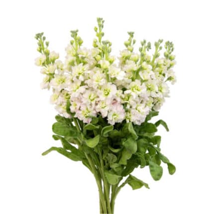 Stock Vintage Bicolor holex