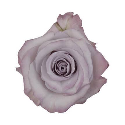 Rose Purple Haze 60cm priv col