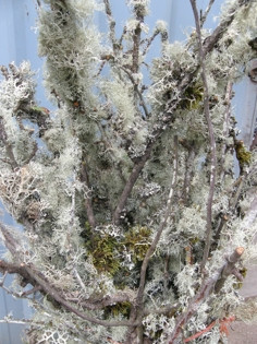 Mossy Apple oregon coast med