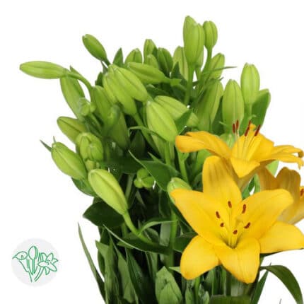 Lily La Nashville holl yellow