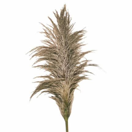 Pampass Grass White camflor