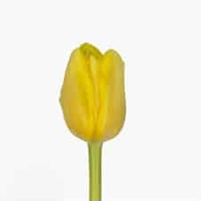 Tulips dbl vedi napoli yel(h)