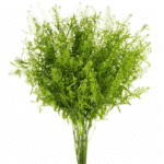 Lepidium Green Dragon 80cm Cra - Image 3