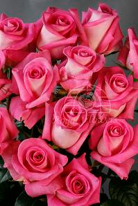 ATTACHE (pink) 50 rfi