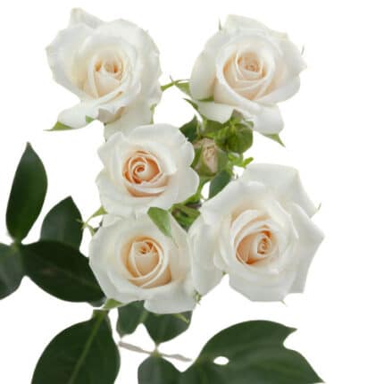 RoseSpray WhiteMaj bella