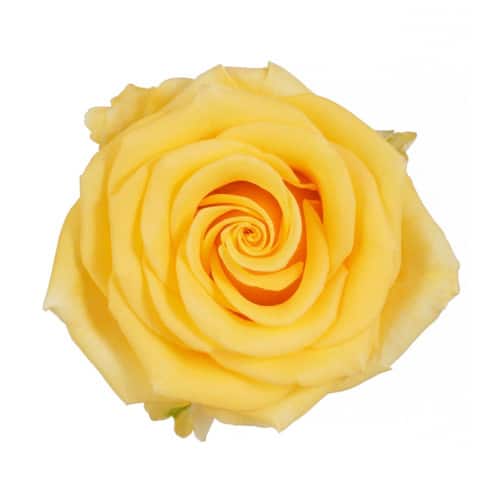 6d1e04ec-7441-4af8-aa36-5fdee3781f2b.jpg Rose Sonrisa 40cm rprima - Image 1