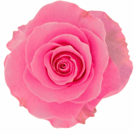Rose Water Game 40cm Naranjo