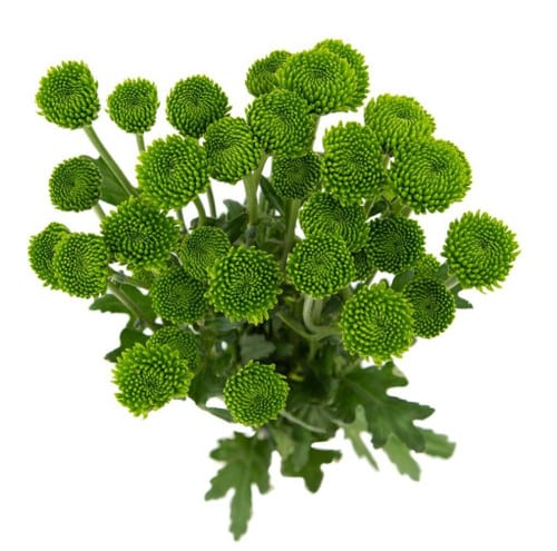 6d49c53d-7640-4510-995f-a170d8364fb2.jpg Pom Button Green multiflora - Image 1