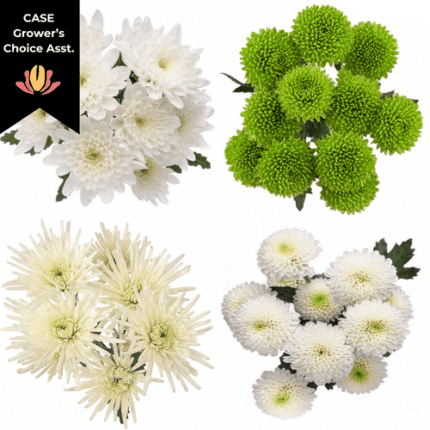 Pom CDN Christmas (x12pack) rio