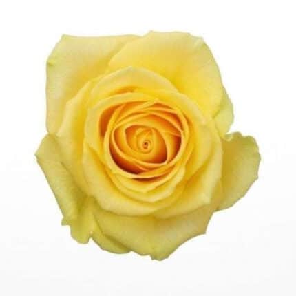 Rose Idole 40cm rprima