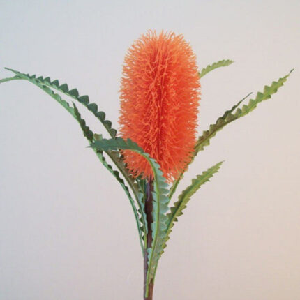 Banksia Orange cal.