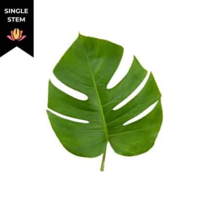 Monstera Mini p&f(st)