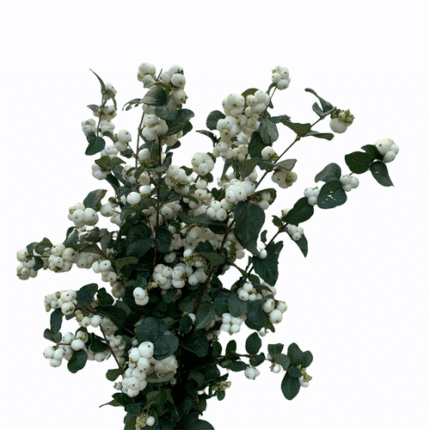 Snowberries White chili