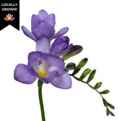 6d65815f-8d6f-47f2-86f8-c3966b689fe5.png Freesia Lavender hendricks - Image 1