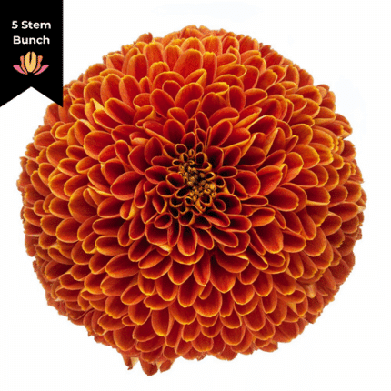 Mum Dsbud Ball Cronos cont (5 stems)