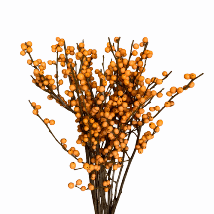 Ilex Orange 3-4' seaberry