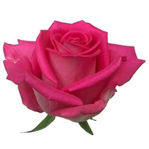 Rose Ravel 60cm rfi