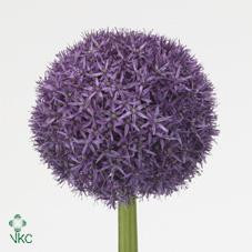 Allium Art holl