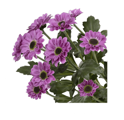 Pom Ying Yang Lavender Sole gr