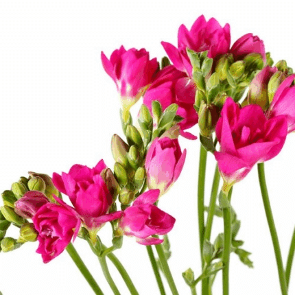 Freesia Caprice Dbl holl