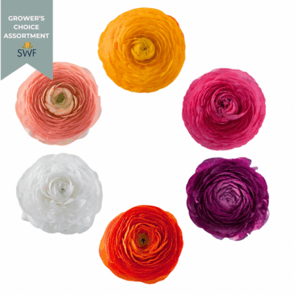 Ranunculus Asst(6case)rprima