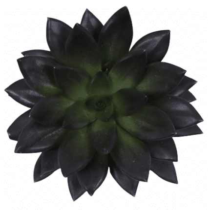 Succulents Black Point(stem)