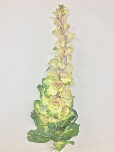 Kale Flowering Spikes camflor