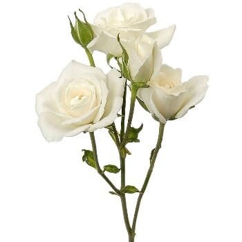 RoseSpray Snowdance sole - SR SNOWDANCE