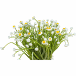 Ammobium 70cm Much 10st - Image 2