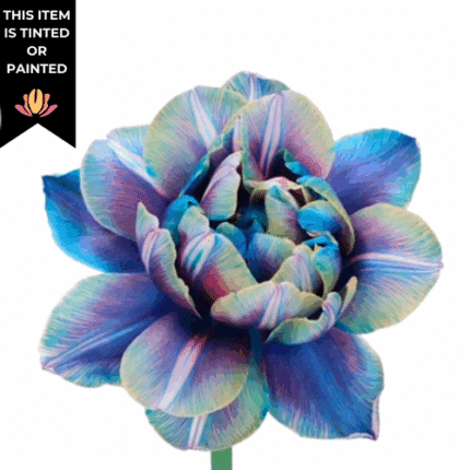 Tulip Dbl Bubble holl