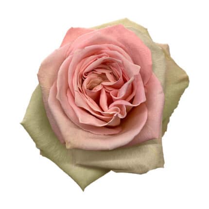 Rose Sweet Elegance 60cm flore