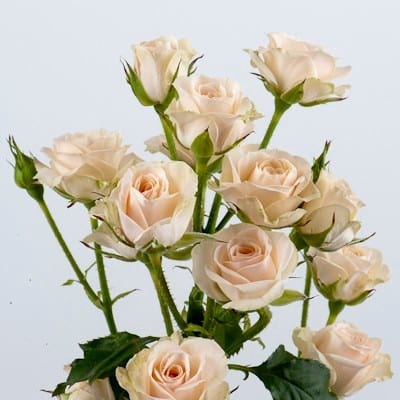 RoseSpray CreamLydia hosa