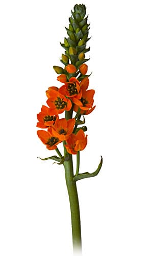 Star of Beth Hybrid Orange s.v