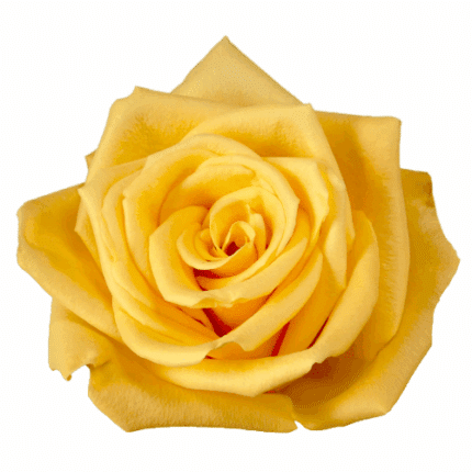 Rose Bumblebee 40cm Naranjo