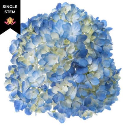 Hydrangea Blue hydrafl.(st) DO