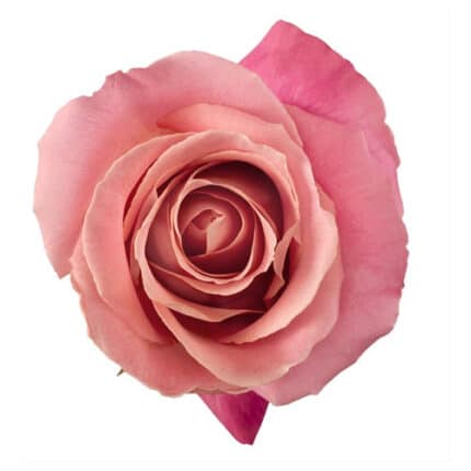 Rose Hermosa 50cm triolgy