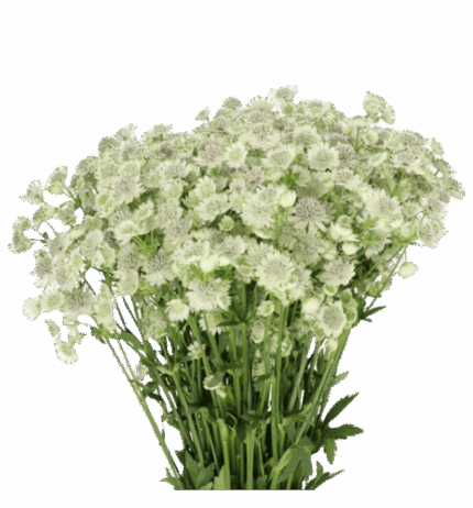 Astrantia Billion Star holex