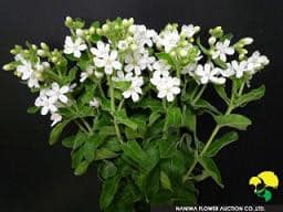Oxypetalum wht jap tweedia