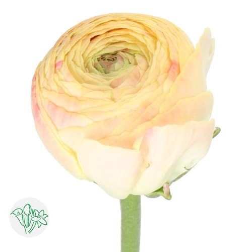 6e033c8e-ef05-4572-8f5d-607a8ba30f27.jpg Ranunculus Romance Hydro Peach - Image 1